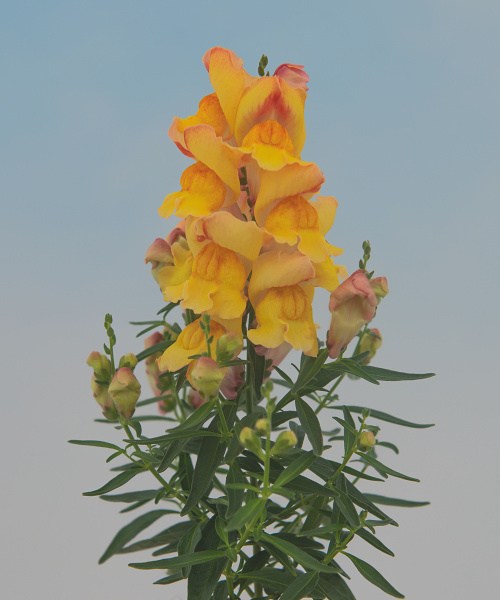 29.750 Antirrhinum-Snappy-Peach